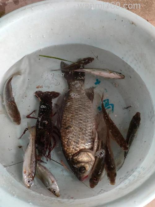 求针对浙江地区钓鱼的喂食及钓食
