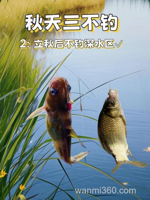 立秋后野钓正当时,掌握这些技巧,让你收获更多喜悦