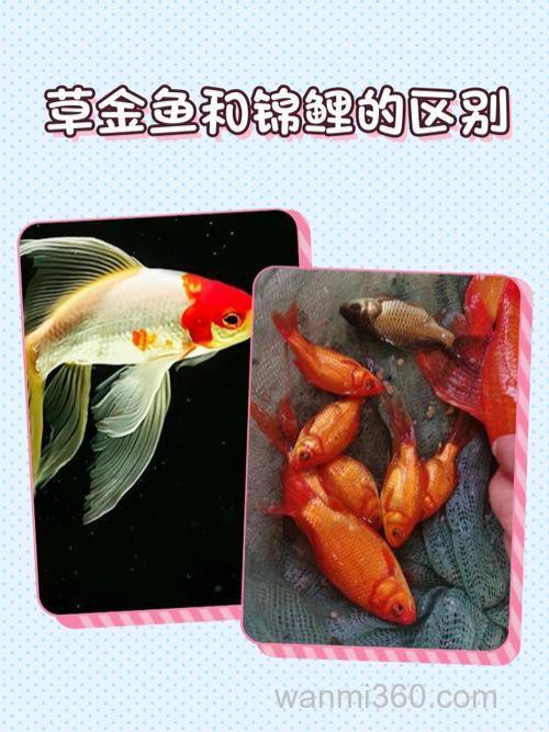 金鱼和鲤鱼的区别有哪些?
