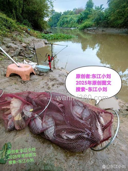 鲢鱼野味饵,成都附近耍水抓鱼避暑胜地在哪里