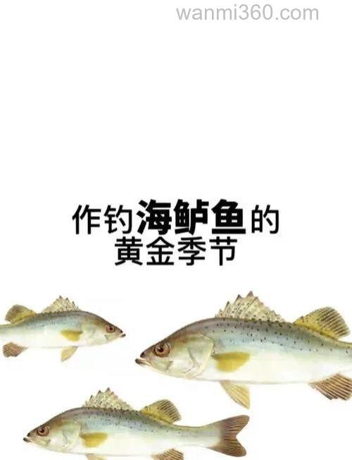 海钓鲈鱼的最佳时间与饵料选择,你知道多少?
