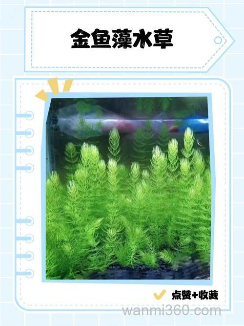 养草金鱼用什么水草