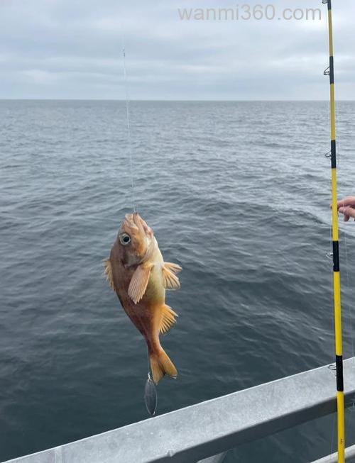海钓的艺术:掌握技巧、选好钓点,收获大海馈赠