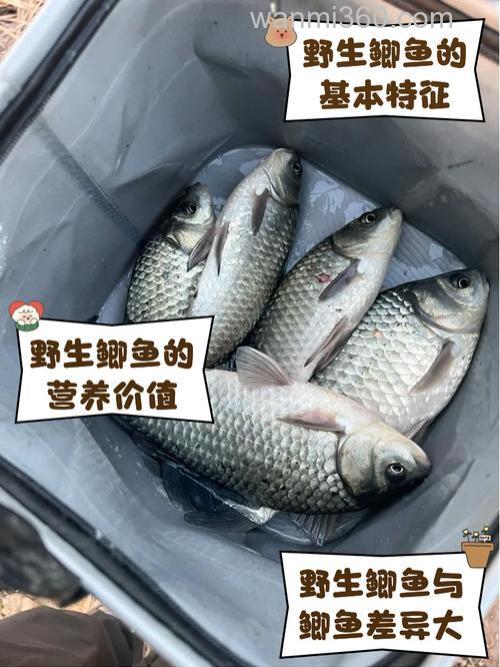 鲫鱼鱼喜欢榴莲味道吗?