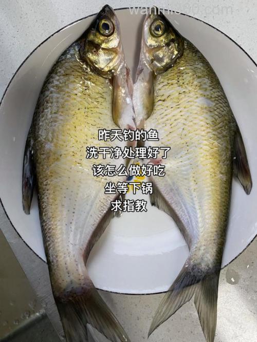 钓鱼的鱼食怎么制作?