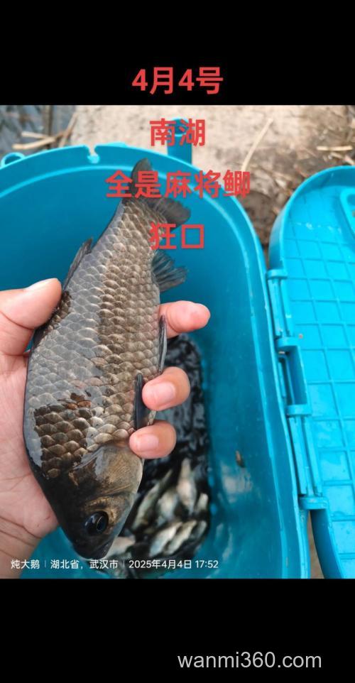 春钓鲫鱼有时鱼不开口是什么原因