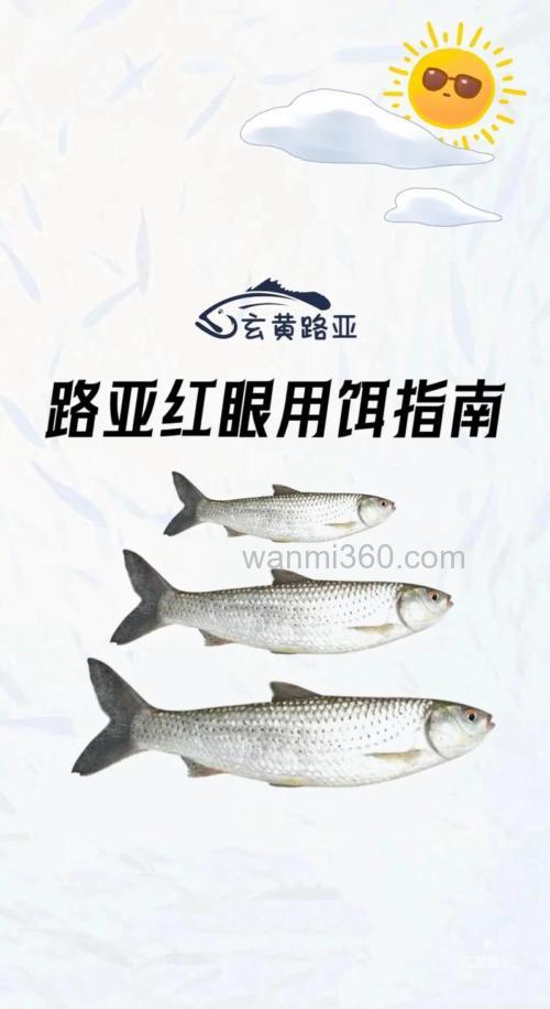 钓红眼鱼最佳饵料