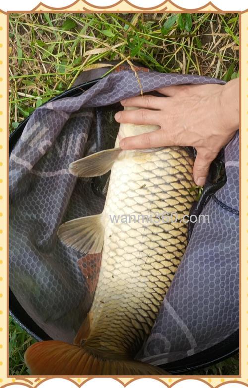 麦粒钓鲤鱼效果好吗？