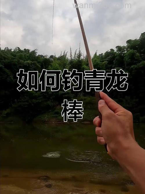 钓青龙棒鱼怎么选择钓位?