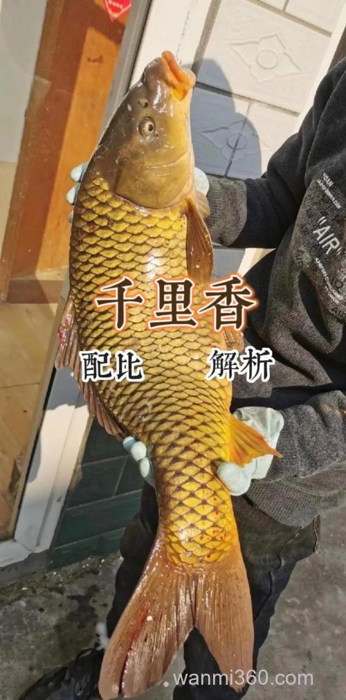 千里香钓鱼的最佳配方?