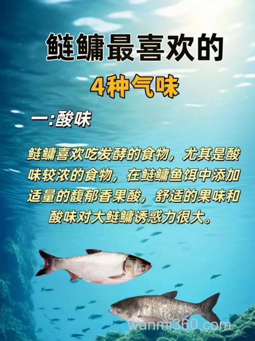鲢鳙喜欢什么味道