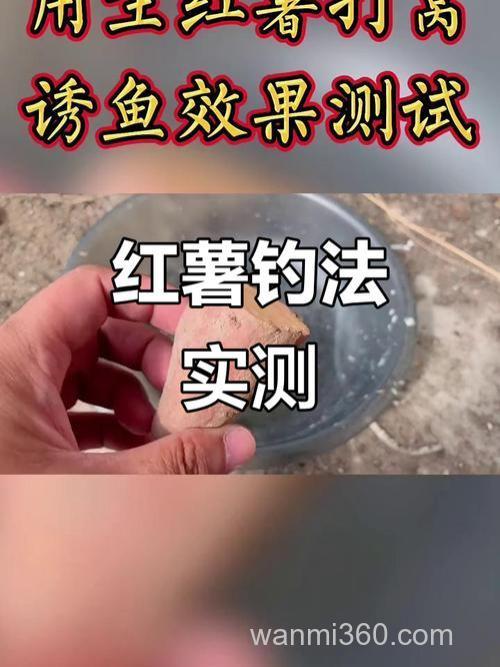 红薯打窝溜鱼效果？