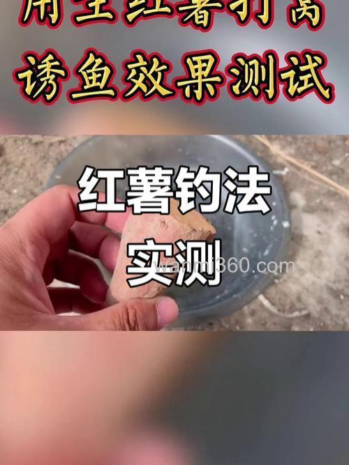 冬天用红薯打窝会引来什么鱼？