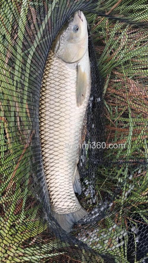 8月份钓草魚用什么鱼引？