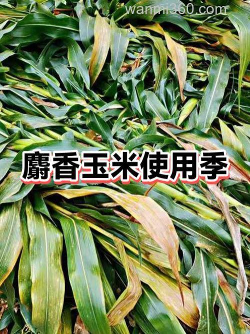 麝香玉米夏天可以吗?