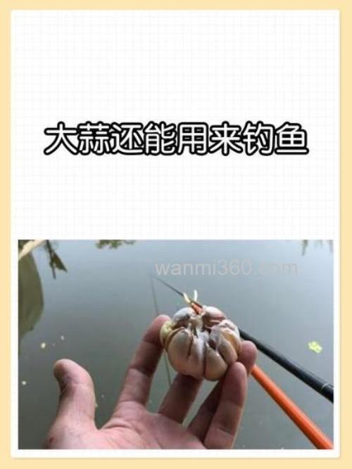 大蒜泡酒能钓鱼吗大蒜泡酒钓鱼的方法好不好?
