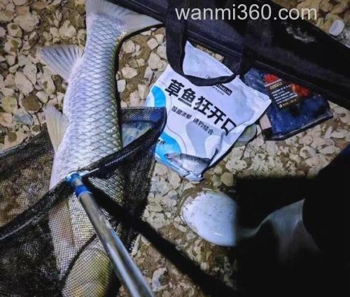 麦子发芽钓什么鱼好?