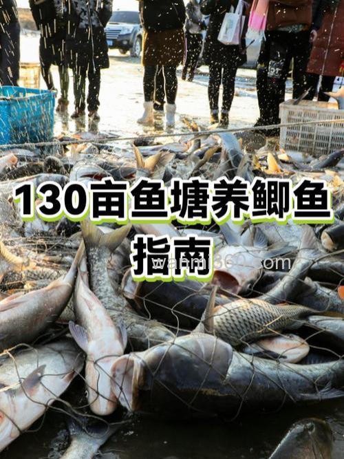 一亩鱼塘能养多少湘鲫鱼