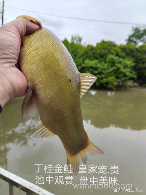 钓丁桂鱼用啥