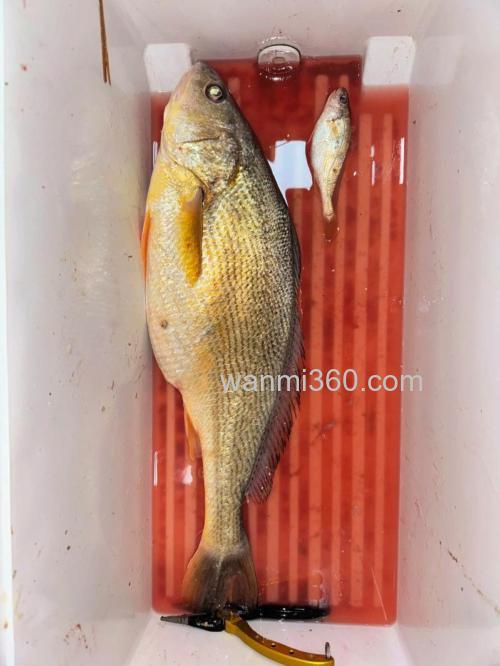 海钓黄姑鱼的最佳时机与技巧,你知道多少?