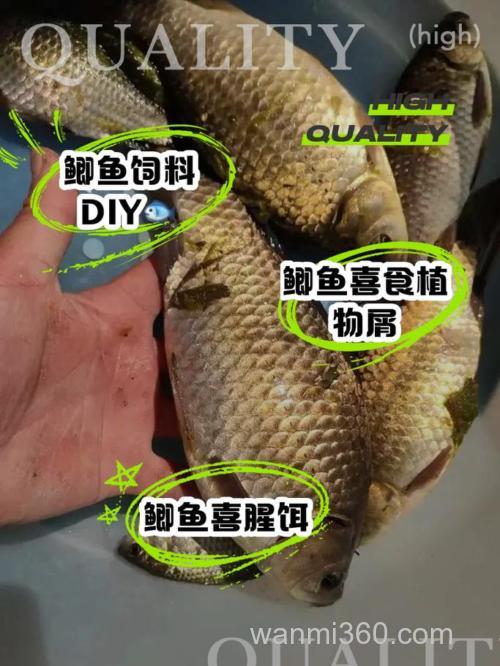 鲫鱼鲢鱼吃什么??
