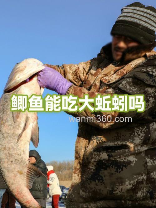 鲫鱼不吃蚯蚓吃饵料是怎么回事？