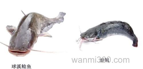 鲶鱼吃玉米吗?