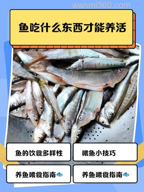 槽子鱼爱吃什么？