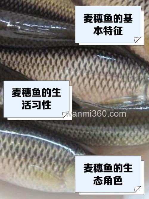 小鱼、麦穗儿太闹怎么好?