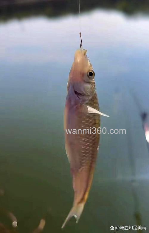 小麦穿棉线好,钓鱼吗?