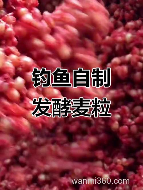自制钓鲤鱼、草鱼的稻谷、麦粒怎样制作最简单有效?