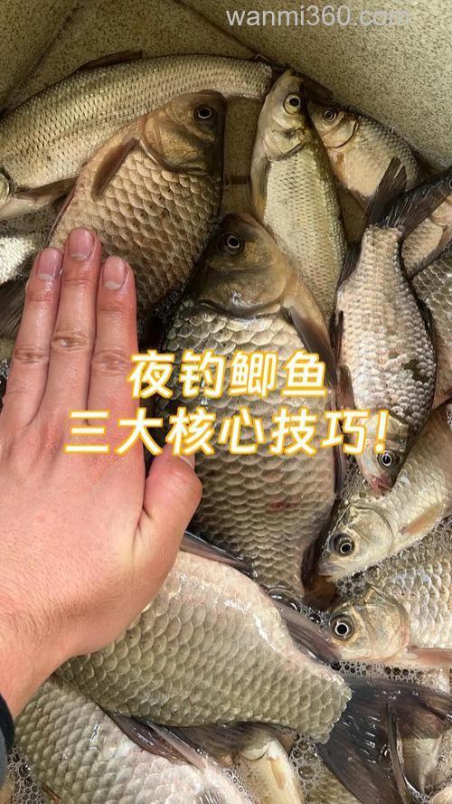 夜间钓鲫鱼技巧是什么?