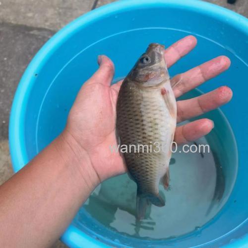 野战蓝鲫可以钓溪流鱼吗?