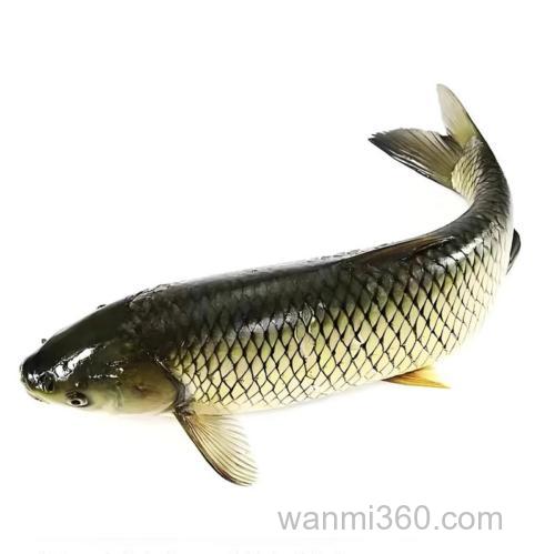 野生草鱼喜欢吃什么
