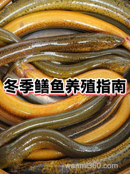 广西养殖黄鳝冬天怎么过冬？
