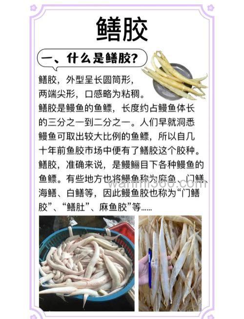 海钓鳗鱼鳔的实用技巧大揭秘！钓点、装备与钓法缺一不可