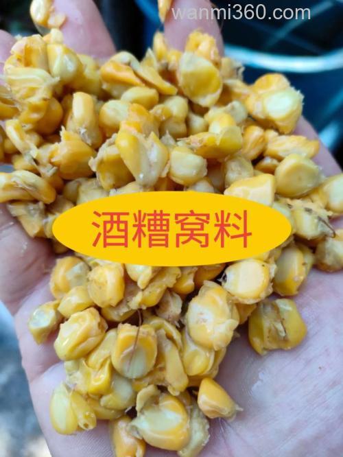 冬季用酒糟钓鱼好吗？