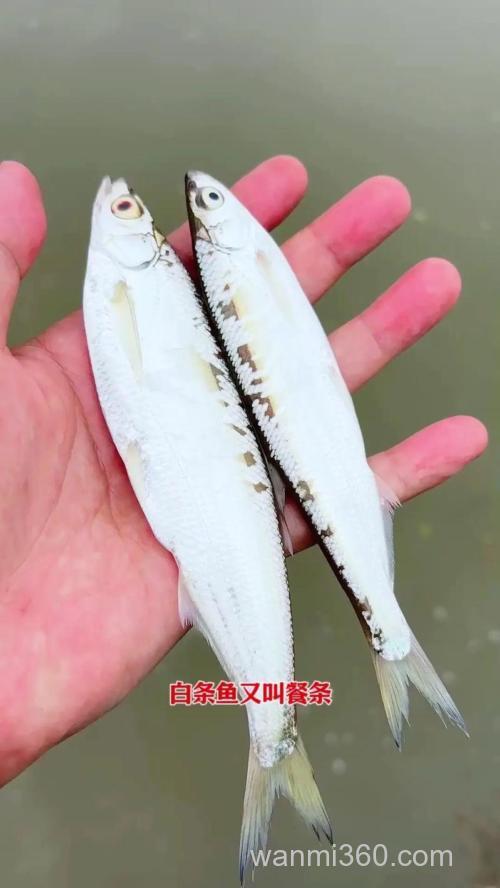 钓获身形小巧却极具挑战性的白条鱼,这些关键技巧要掌握