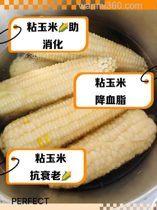 冬天用麝香玉米好还是发酵玉米好?