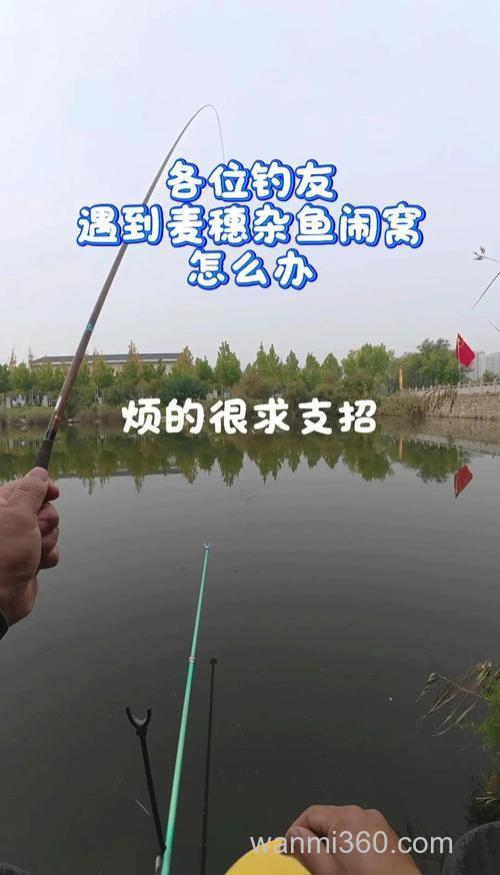 野钓麦穗闹窝怎么办？