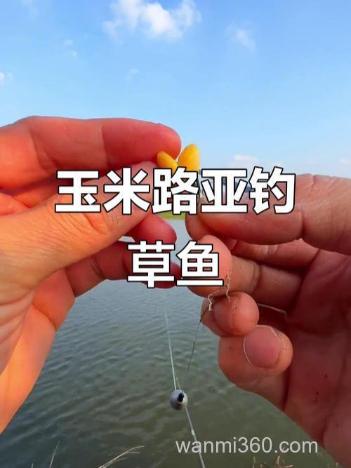 冬天用玉米钓草鱼好钓吗?