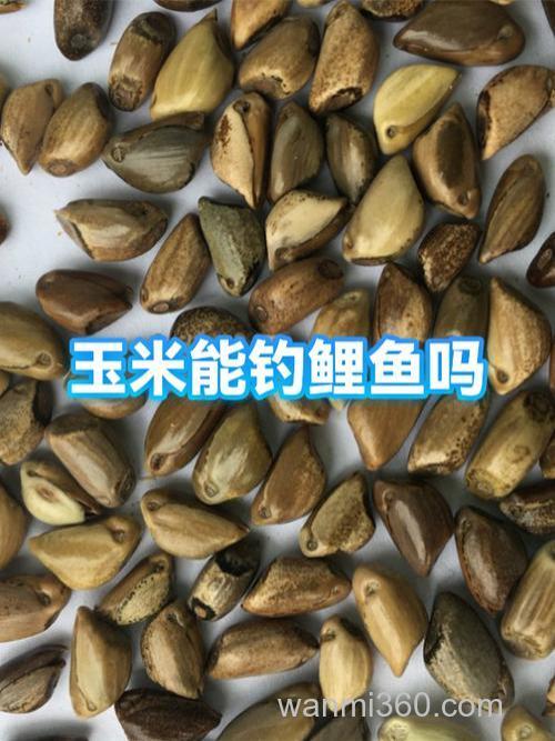 鲤鱼用玉米好钓嘛