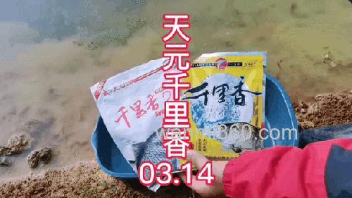 天元千里香烧手吗？