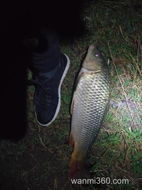 夜钓鲤鱼用地瓜怎么样?