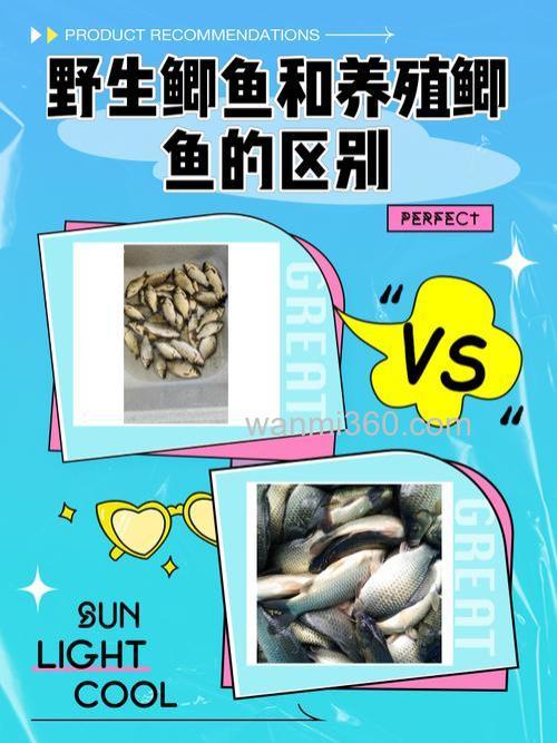 小鲫鱼放养的好还是野生的好