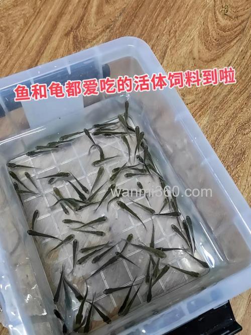 麦穗鱼吃什么长得快