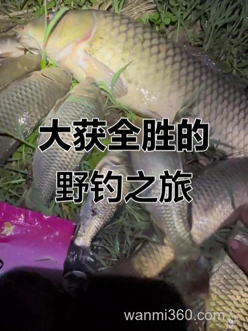 鲤鱼爱吃麦子还是玉米?