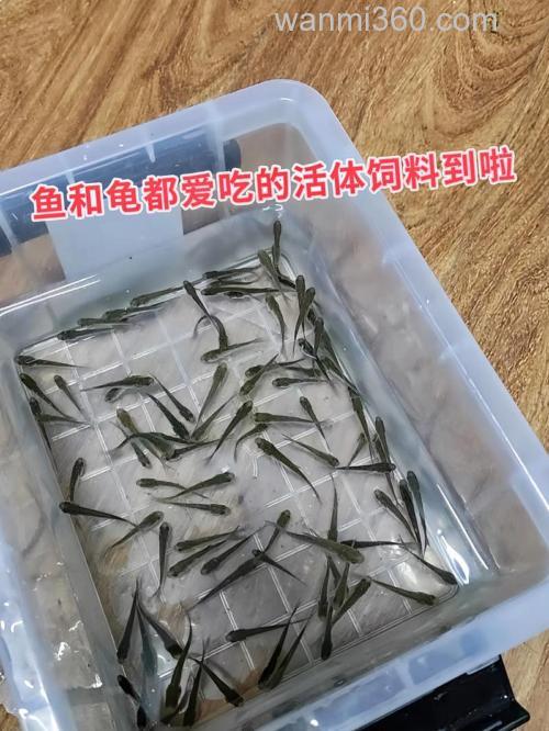 麦穗鳙鱼饵,小麦穗鱼最爱吃什么