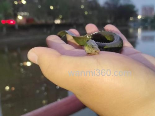 路亚可以路到麦穗吗?
