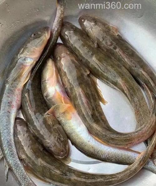 沙光鱼能用猪肉钓吗?